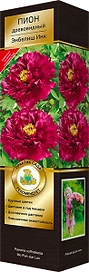 Саженец Пион Эмбелиш Инк С1 Н37