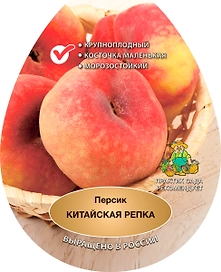 Растение Персик двухлетка ПОИСК С3 Н100 в ассортименте