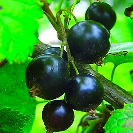 Саженец Смородина Черный жемчуг С1 Н37