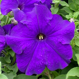 Рассада Петуния Мамбо синяя в кассете 6 шт 