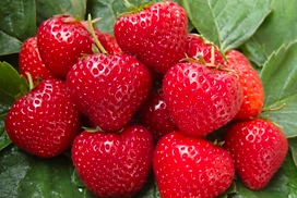 Рассада Земляника среднего срока 5 шт в ассортименте 