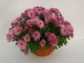 Растение Хризантема D18 1 шт