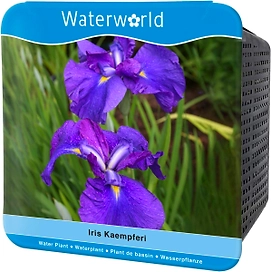 Растение Ирис Кемпфера 7 ЦВЕТОВ D19 Н10