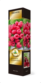 Саженец Облепиха Августина C1 H37