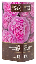 Саженец Пион древовидный Орнамент 1 шт