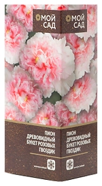 Саженец Пион древовидный Букет Розовых Гвоздик 1 шт