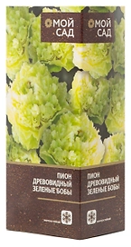 Саженец Пион древовидный Зеленые Бобы 1 шт