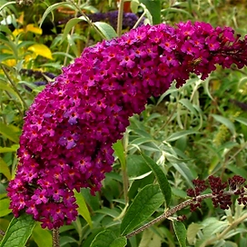 Растение Террасный 7 ЦВЕТОВ №2 в ассортименте