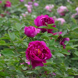 Саженец пиона древовидного Фиолетовый