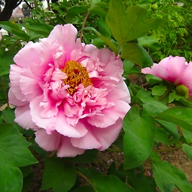 Саженец пиона древовидного Розовая река