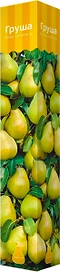 Растение Груша Поиск Н25 в ассортименте