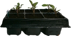 Рассада Капуста цветная в кассете 6 шт