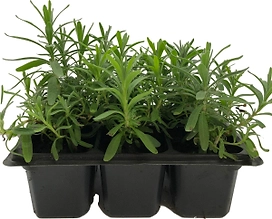 Рассада Лаванда в кассете 6 шт