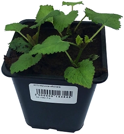 Рассада Мелисса в горшке D9 Н25 1 шт