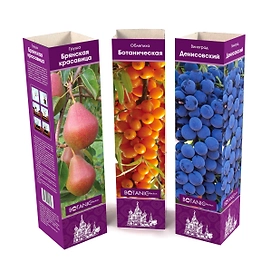 Растение Плодовые растения 7 ЦВЕТОВ Ботаник Коллекшн в коробке в ассортименте