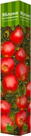 Растение Яблоня ПОИСК С1 H60 в ассортименте