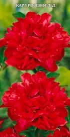 Саженец Пион молочноцветковый Карл Розенфельд C3 H20