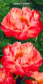 Саженец Пион молочноцветковый Корал Чарм C3 H20