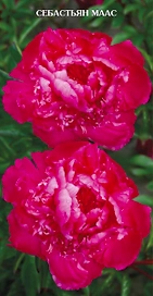 Саженец Пион молочноцветковый Себастьян Маас C3 H20