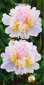 Саженец Пион молочноцветковый Топ Брасс C3 H20