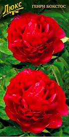 Саженец Пион молочноцветковый Генри Боксто