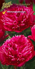 Саженец Пион молочноцветковый Ред Спайдер