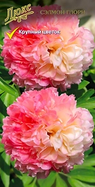 Саженец Пион молочноцветковый Сэлмон Глори