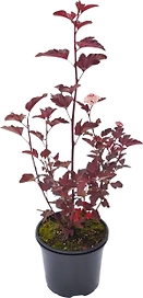 Растение Пузыреплодник Егорьевский тепличный комбинат С2 Н40