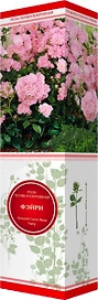 Саженец Роза Фэйри C1 H37