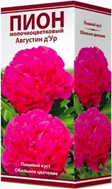 Растение Пион травянистый Августин д'Ур C3H20