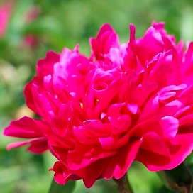 Саженец Пион молочноцветковый Виктуар де ла Марн C3 H20