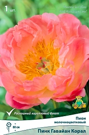 Саженец Пион молочноцветковый Пинк Гавайан Корал C3 H20