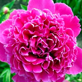 Саженец Пион молочноцветковый Феликс Крауссе C3 H20