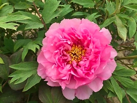 Растение Пион древовидный Розовый Лотос 7 ЦВЕТОВ 1 шт