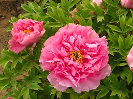 Растение Пион древовидный Серебристый ручей 1 шт