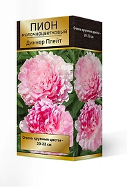 Саженец Пион молочноцветковый Диннер Плейт