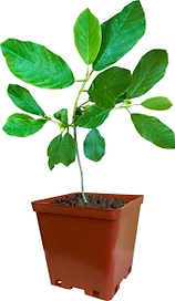 Растение Крушина Ольхолистная С2 Н30