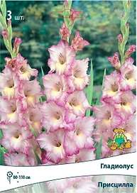 Луковицы Гладиолуса крупноцветкового ПОИСК Присцилла 3 x 1 шт