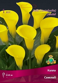 Луковица Каллы ПОИСК Санклаб