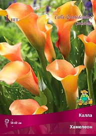 Луковица каллы ПОИСК Хамелеон 1 шт
