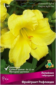 Корневище Лилейника ПОИСК Фрейгрант Рефлекшн