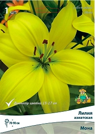 Луковица Лилии ПОИСК Мона