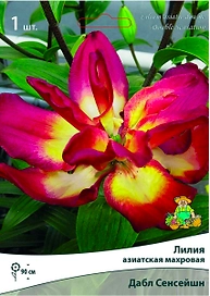 Луковица Лилии ПОИСК Дабл Сенсейшн