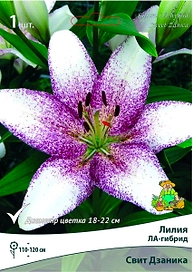 Луковица Лилии ПОИСК Свит Дзаника
