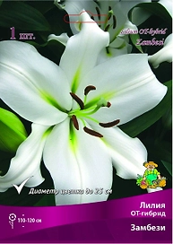 Луковица Лилии ПОИСК Замбези