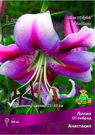 Луковица Лилии ПОИСК Анастасия