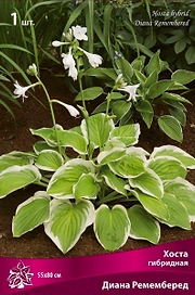 Корневище Хосты гибридной ПОИСК Диана Ремемберед