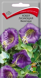 Семена Кобеи ПОИСК Фиолетовая лазающая 5 шт