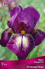 Луковицы ириса ПОИСК Эттеншн Плиз 1 шт