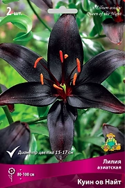 Луковицы лилий ПОИСК Куин оф Найт 1 шт